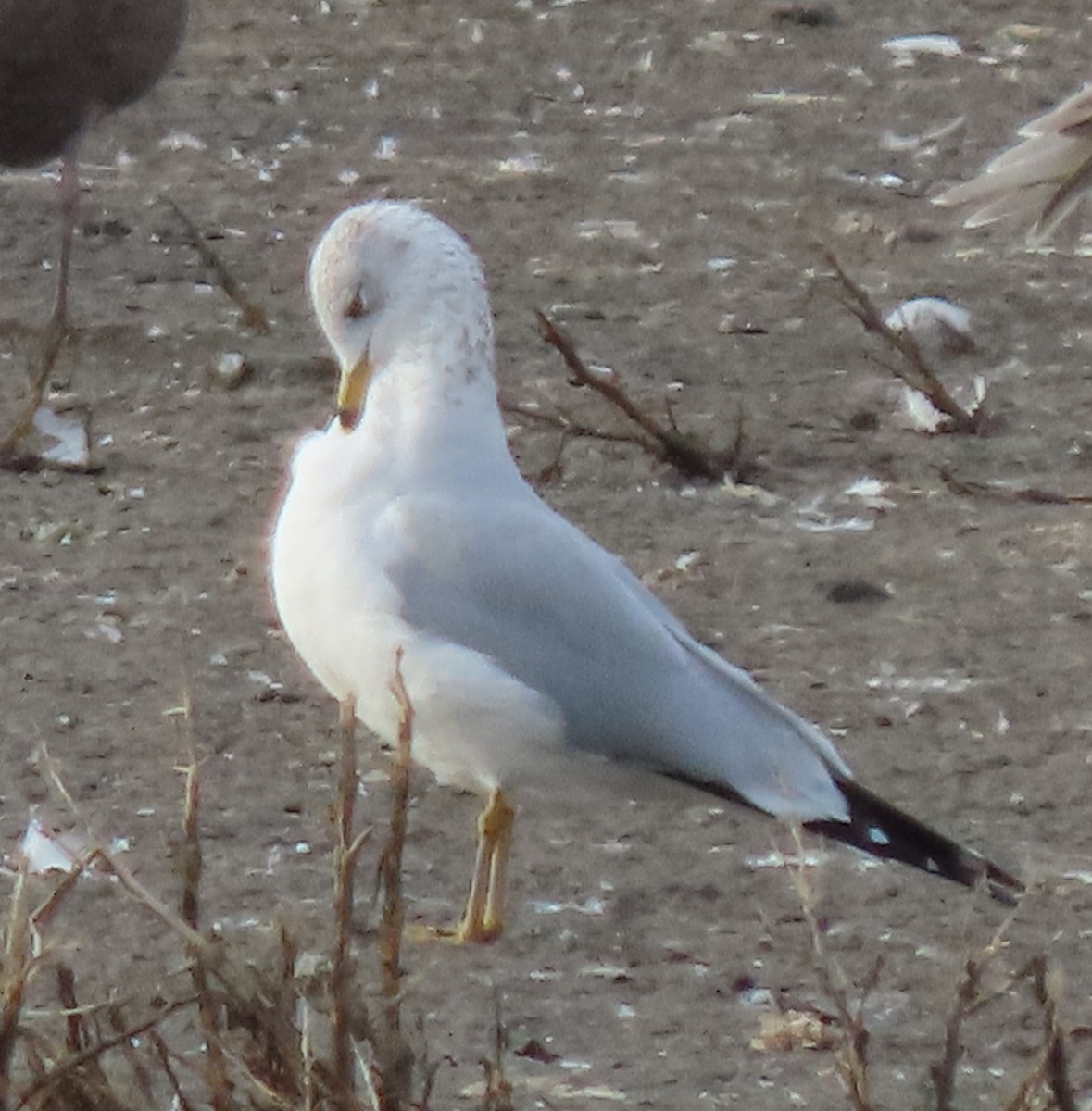 Ring-billed Gull - ML287430601