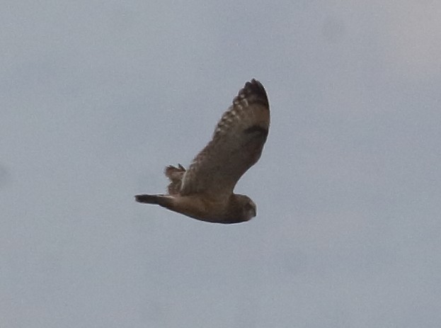 Short-eared Owl - ML287430981