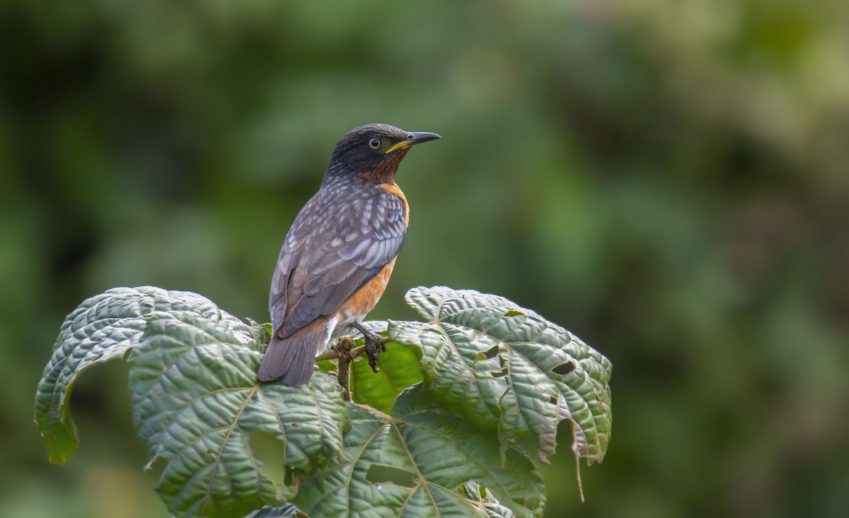 Spot-winged Starling - ML287431631