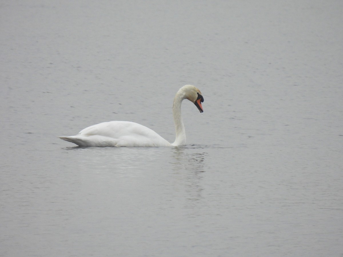 Mute Swan - Joren van Schie