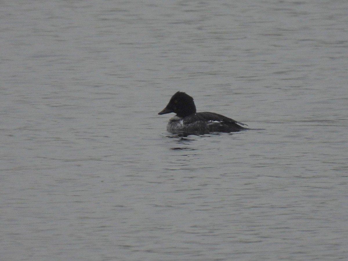 Common Goldeneye - ML287431871