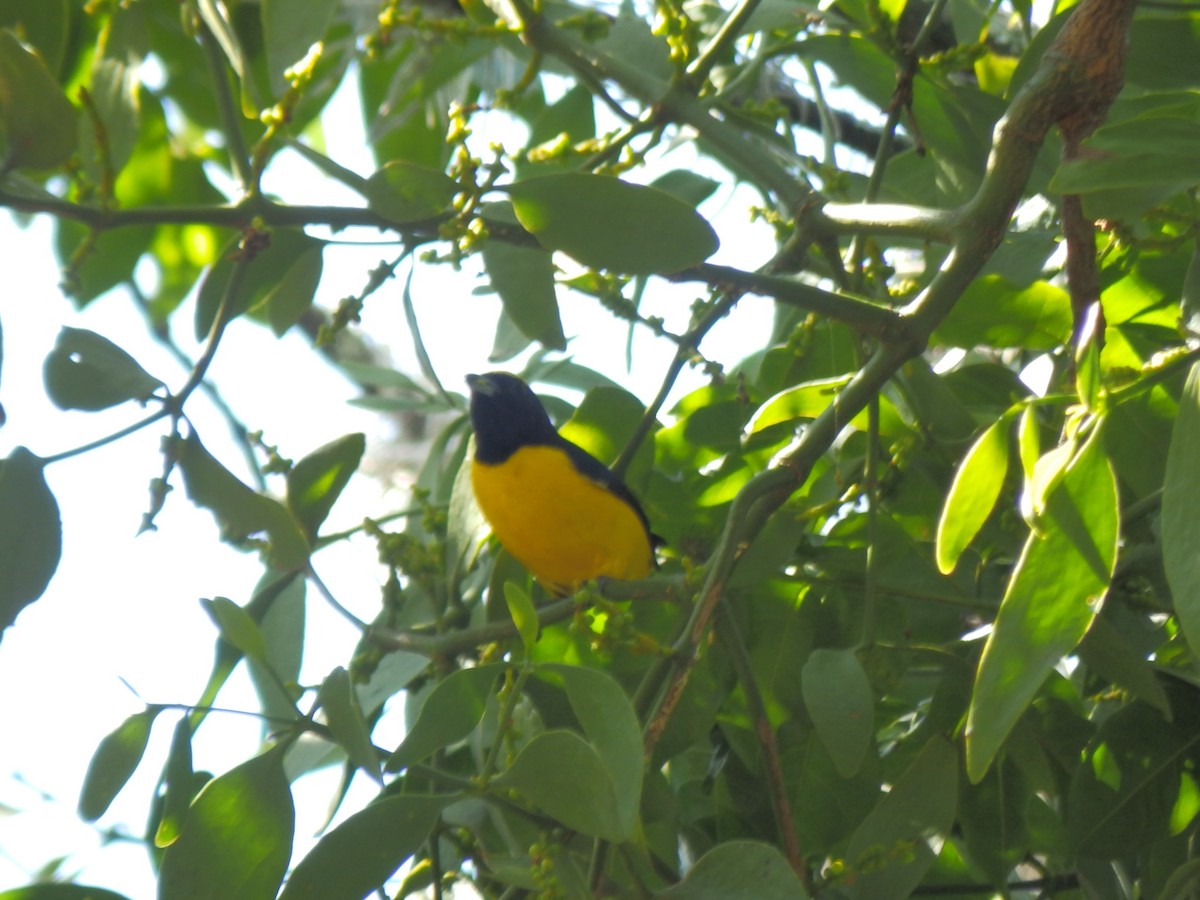 Trinidad Euphonia - Edouard Paiva