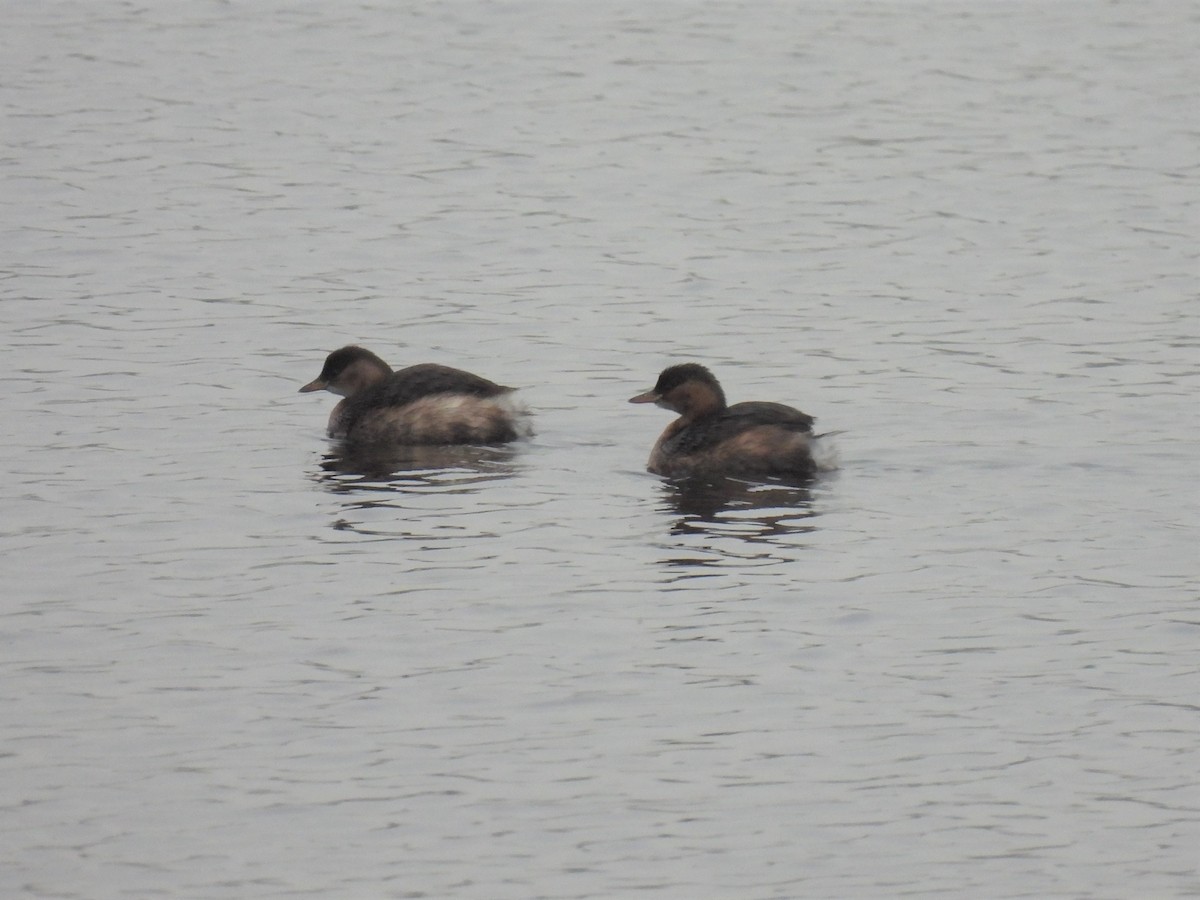 Little Grebe - Joren van Schie