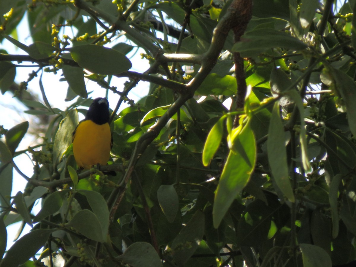 Trinidad Euphonia - Edouard Paiva