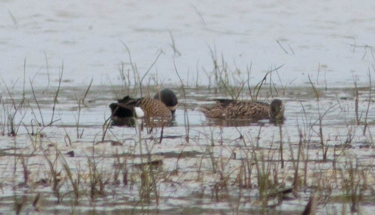 Blue-winged Teal - ML28743291