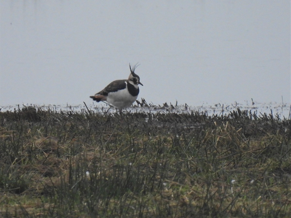 Northern Lapwing - ML287433051