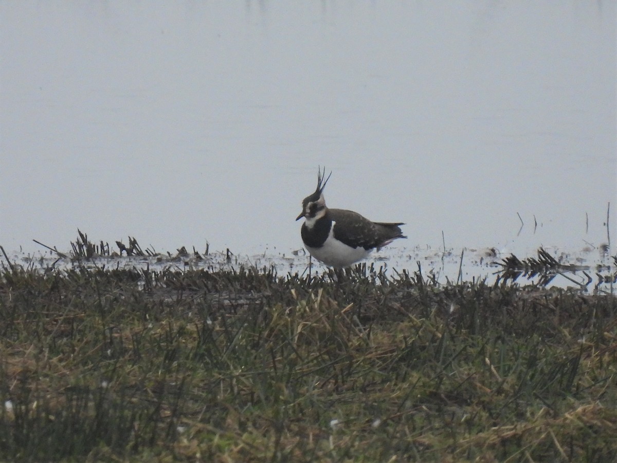 Northern Lapwing - ML287433061