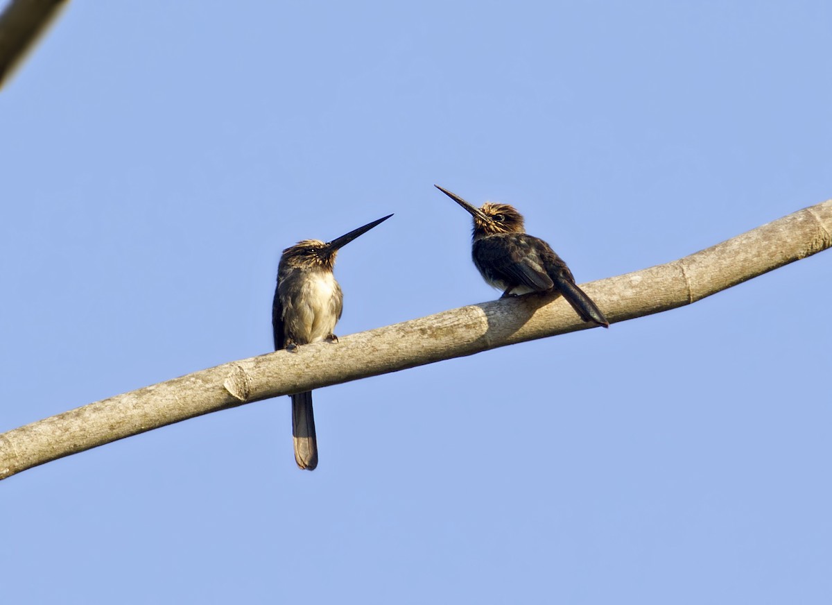 Three-toed Jacamar - ML287433091