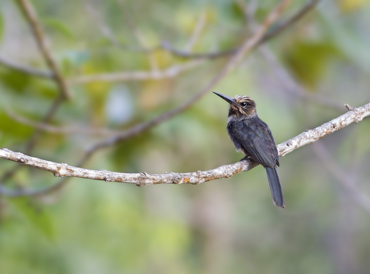 Three-toed Jacamar - ML287433111