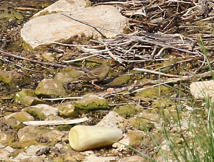 Cinereous Bunting - ML287435481