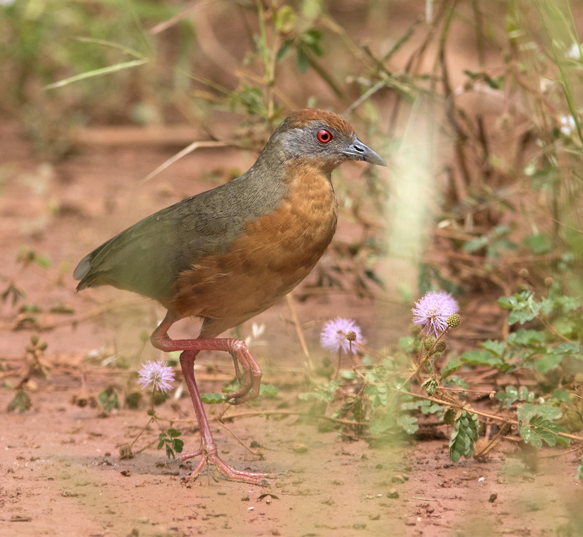 Russet-crowned Crake - ML287435601