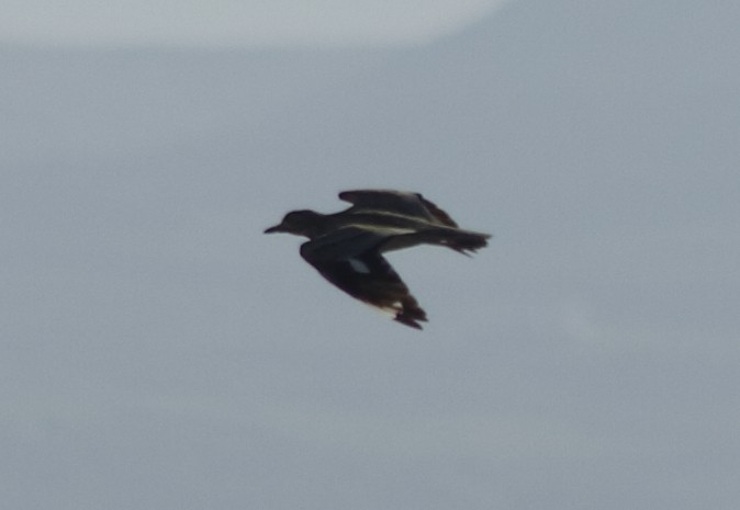 Eurasian Thick-knee - ML287436191