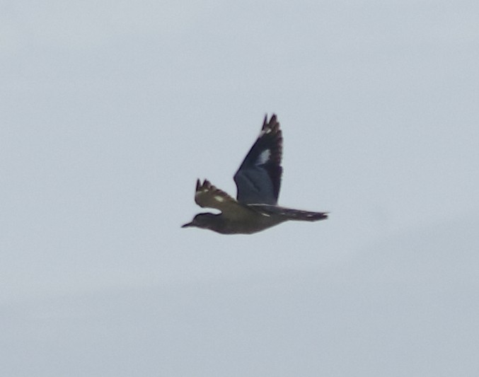 Eurasian Thick-knee - ML287436201
