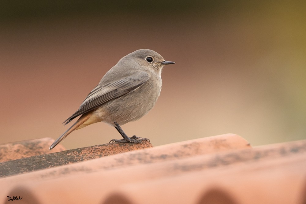 Black Redstart - Dobrin Botev