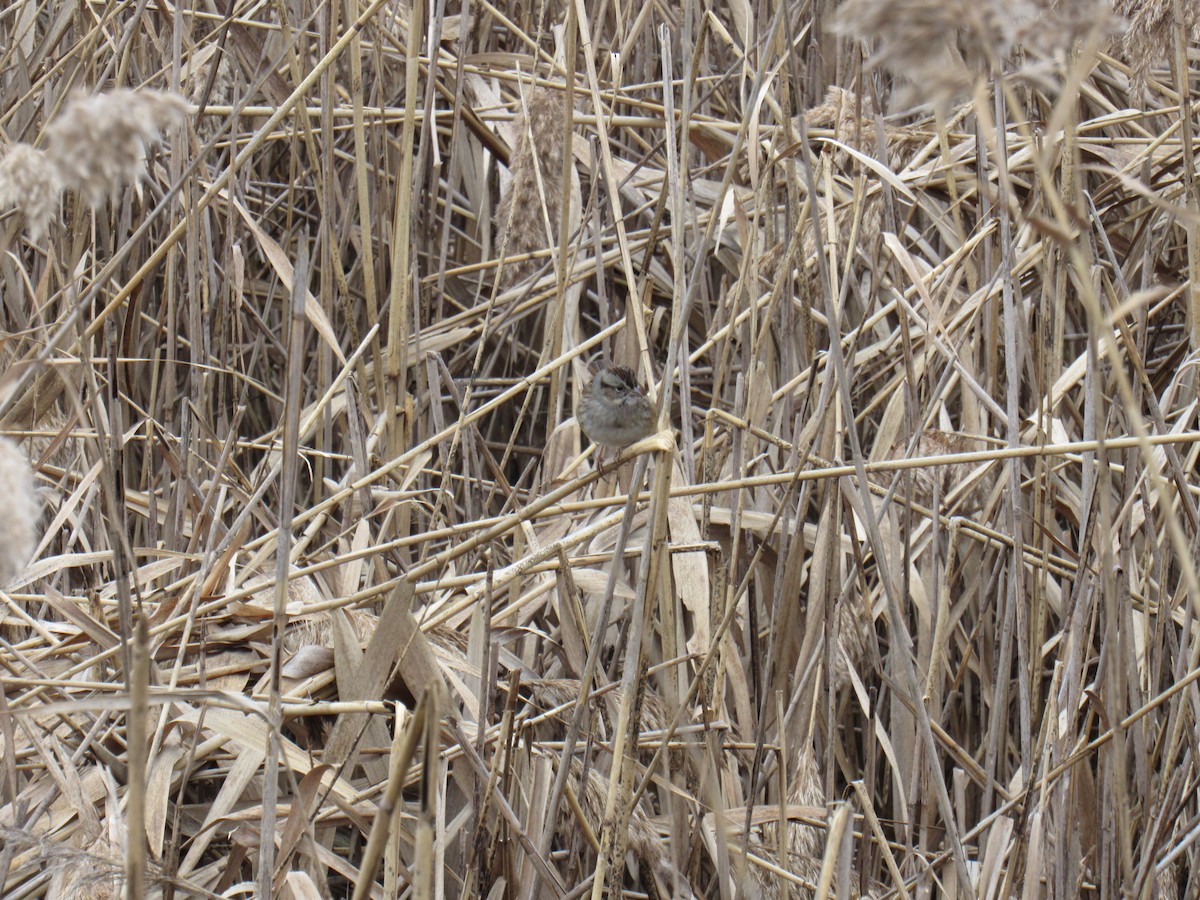 Swamp Sparrow - ML287436451