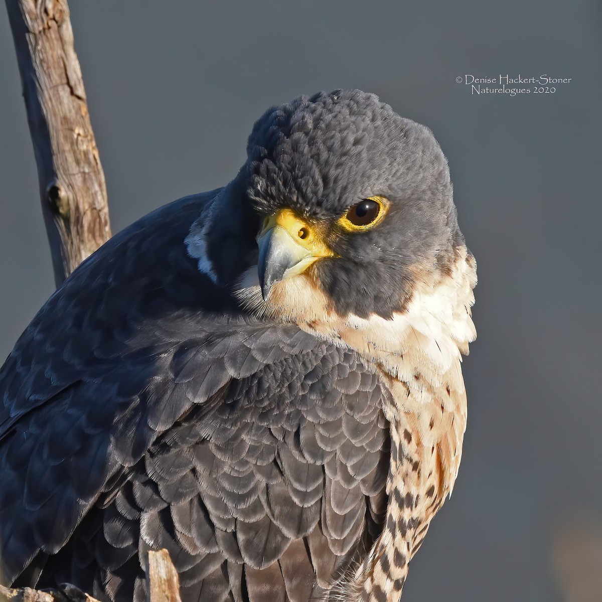 Halcón Peregrino - ML287436891