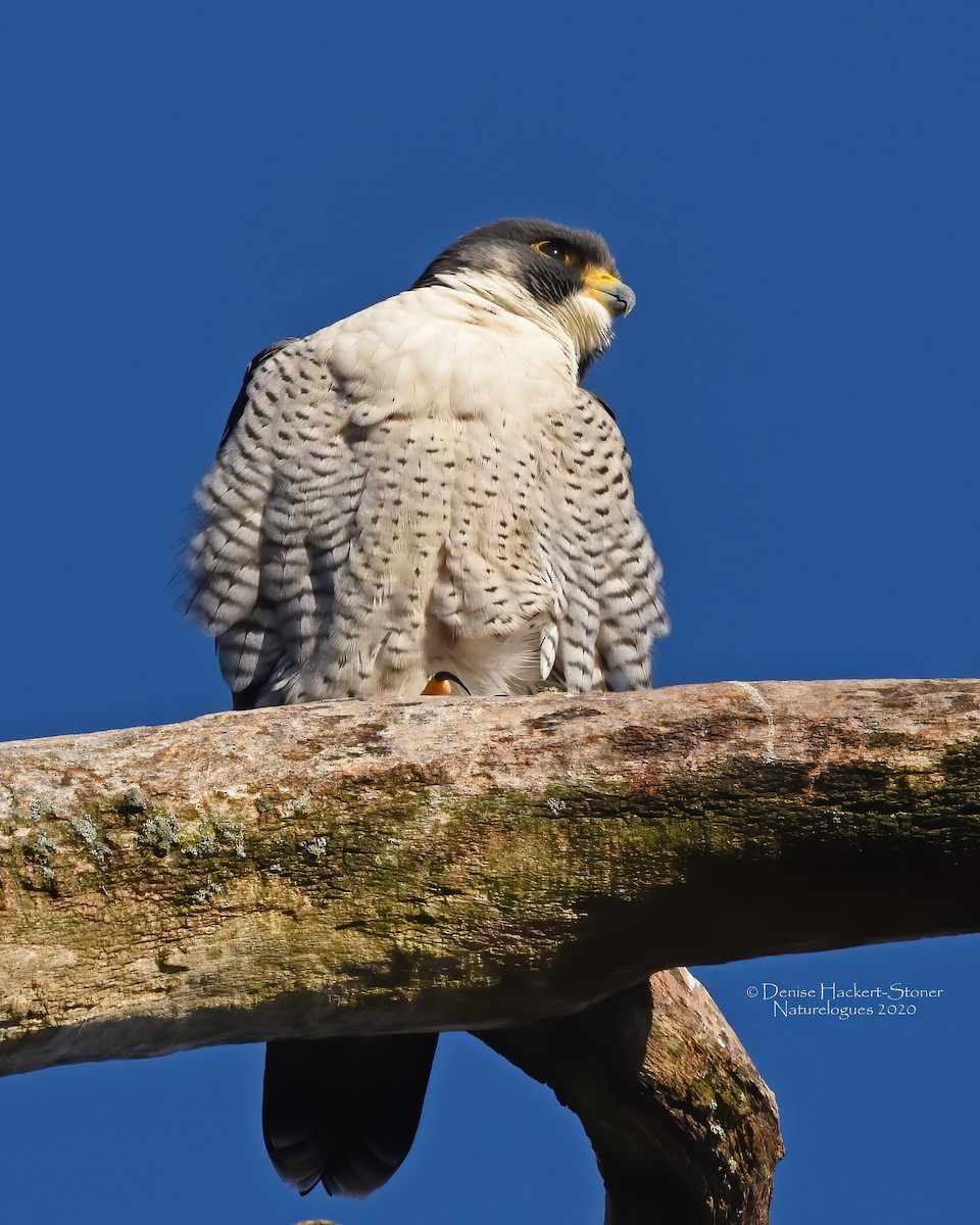 Peregrine Falcon - ML287436901