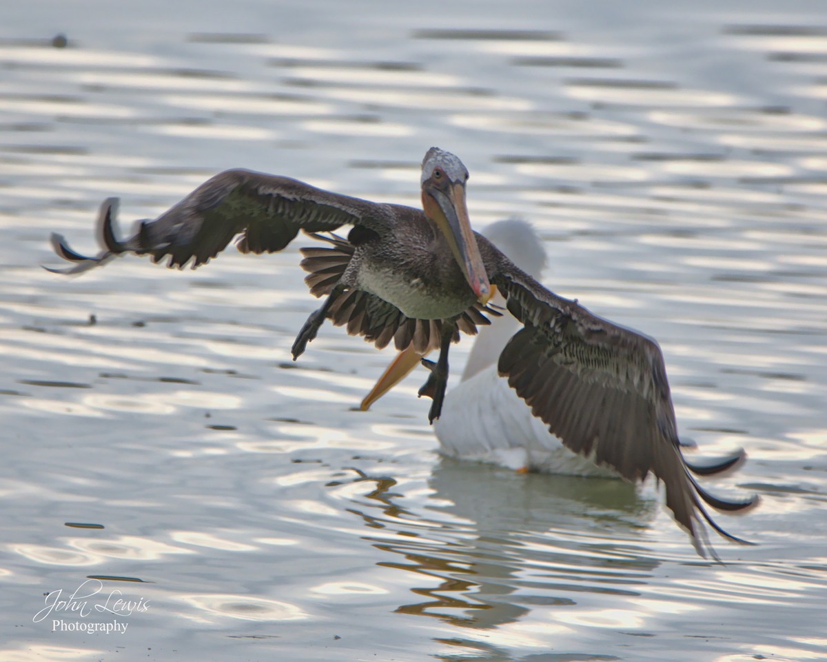 Brown Pelican - ML287438321