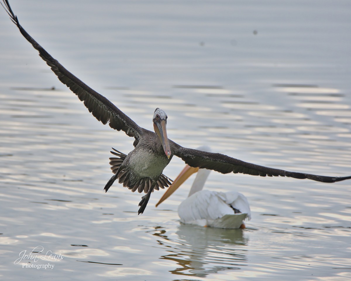 Brown Pelican - ML287438331