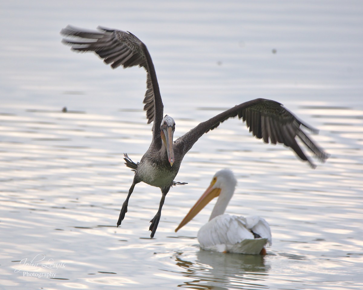 Brown Pelican - ML287438341