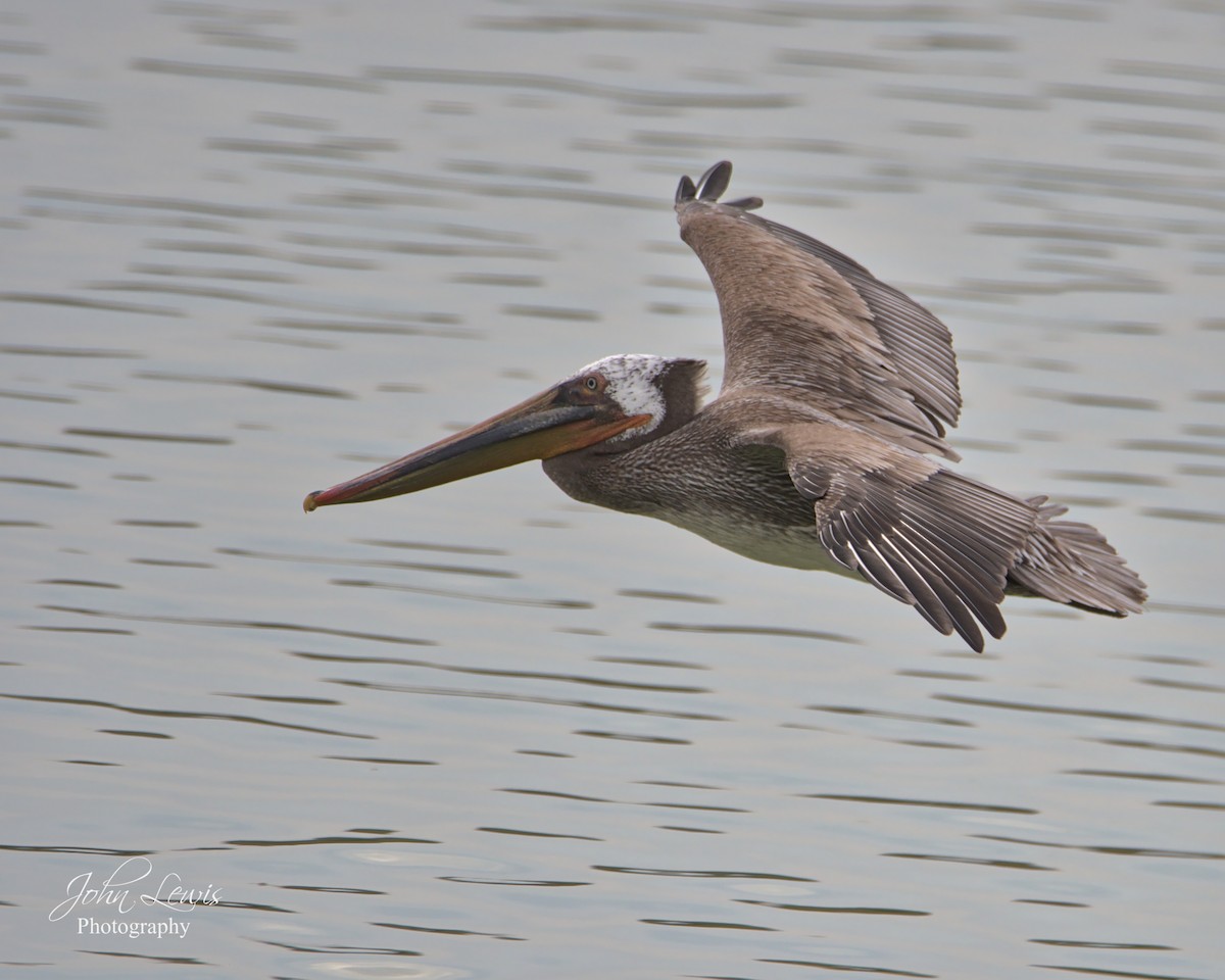 Brown Pelican - ML287438491