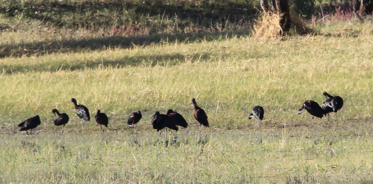 Glossy Ibis - ML287438921