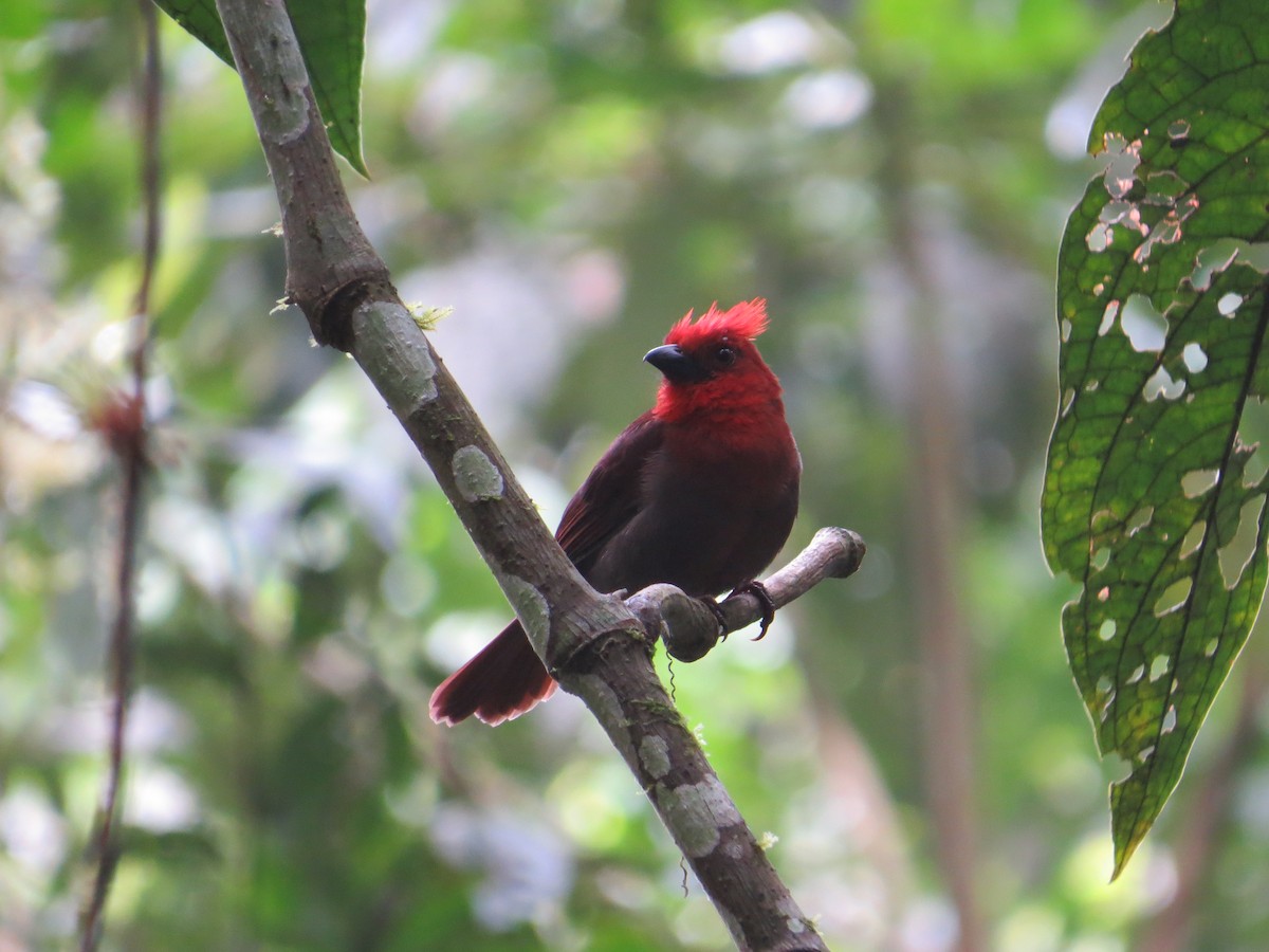 Crested Ant-Tanager - ML287440331