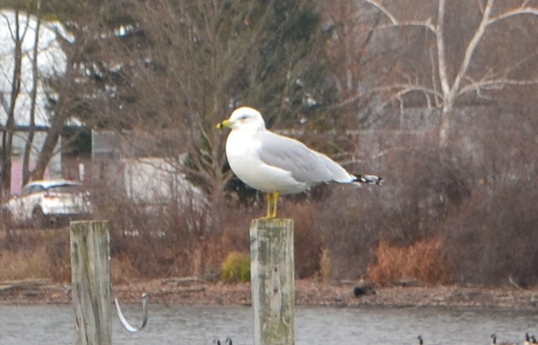 Ring-billed Gull - ML287441521