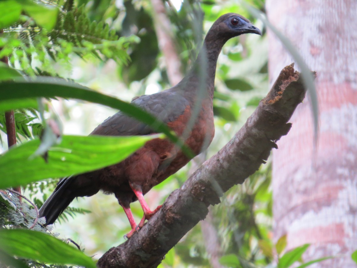 Sickle-winged Guan - ML287442001