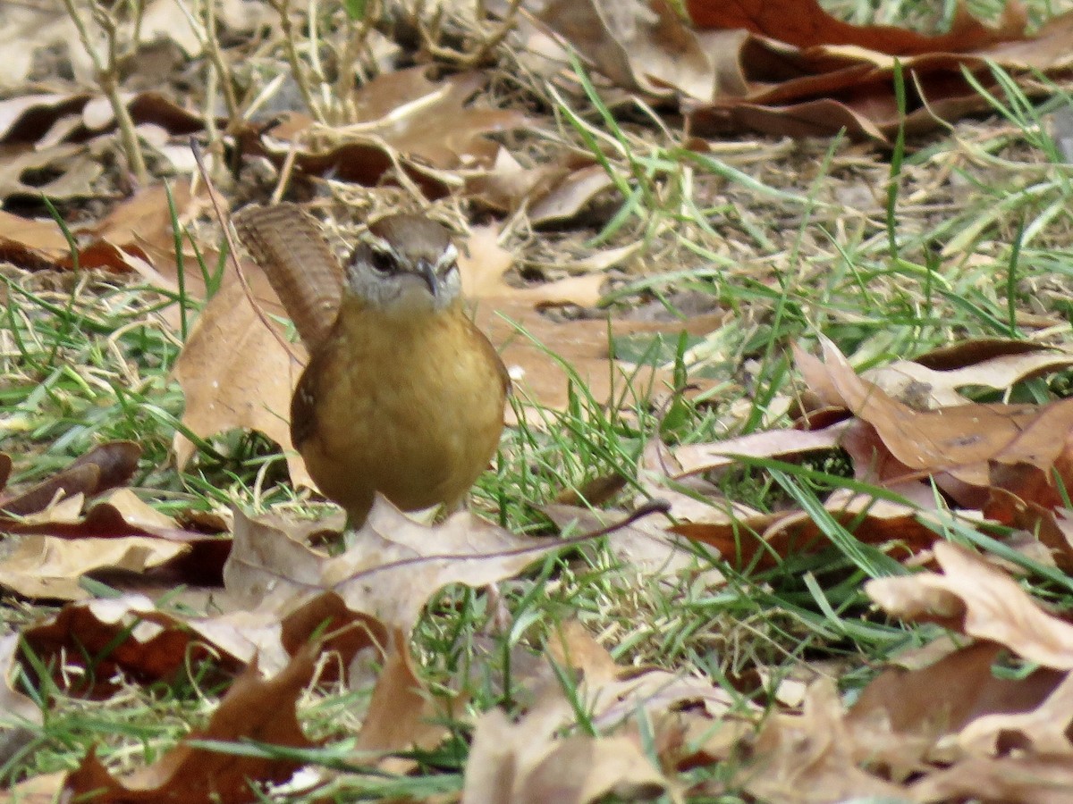Carolina Wren - ML287442231