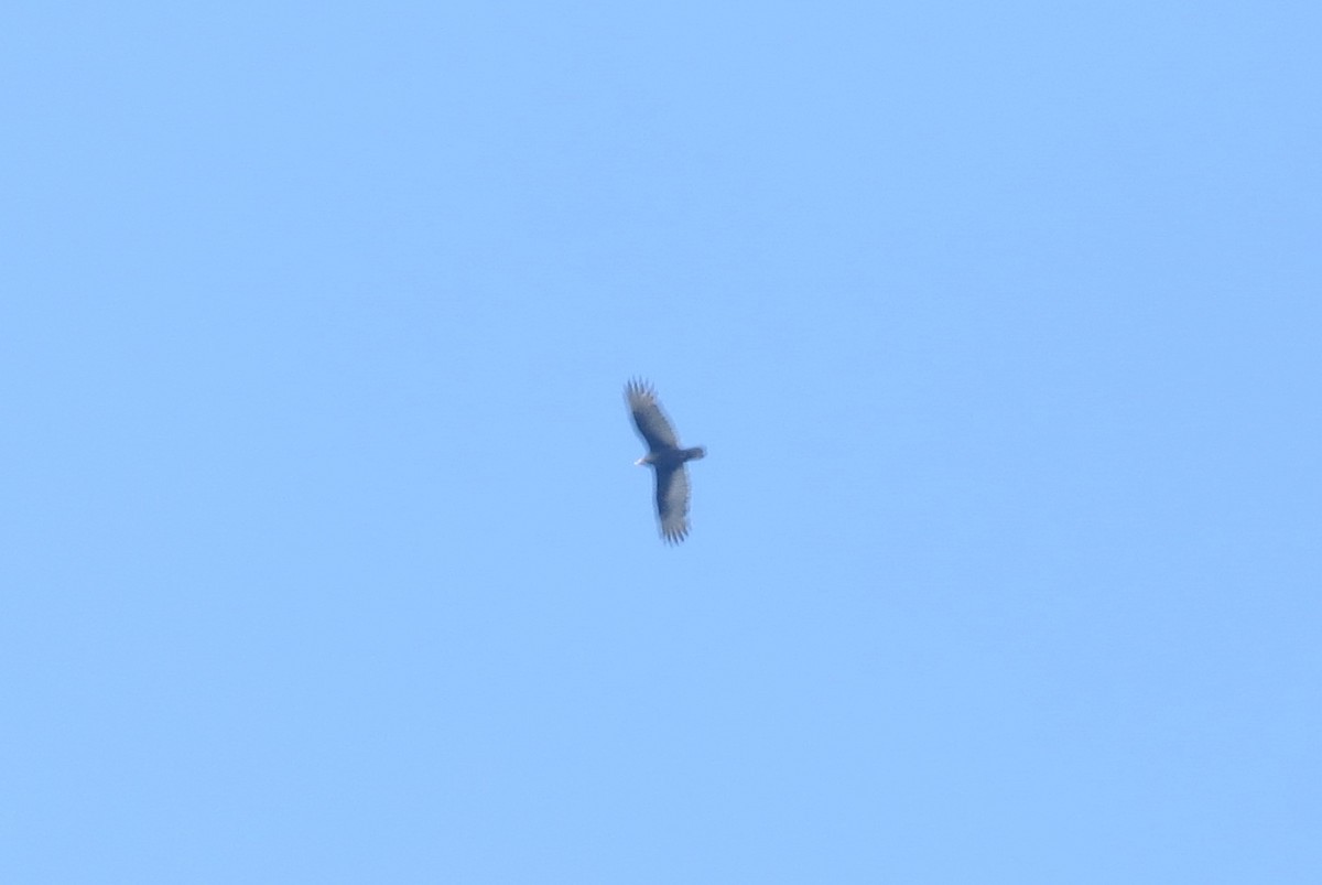 Turkey Vulture - ML287442381
