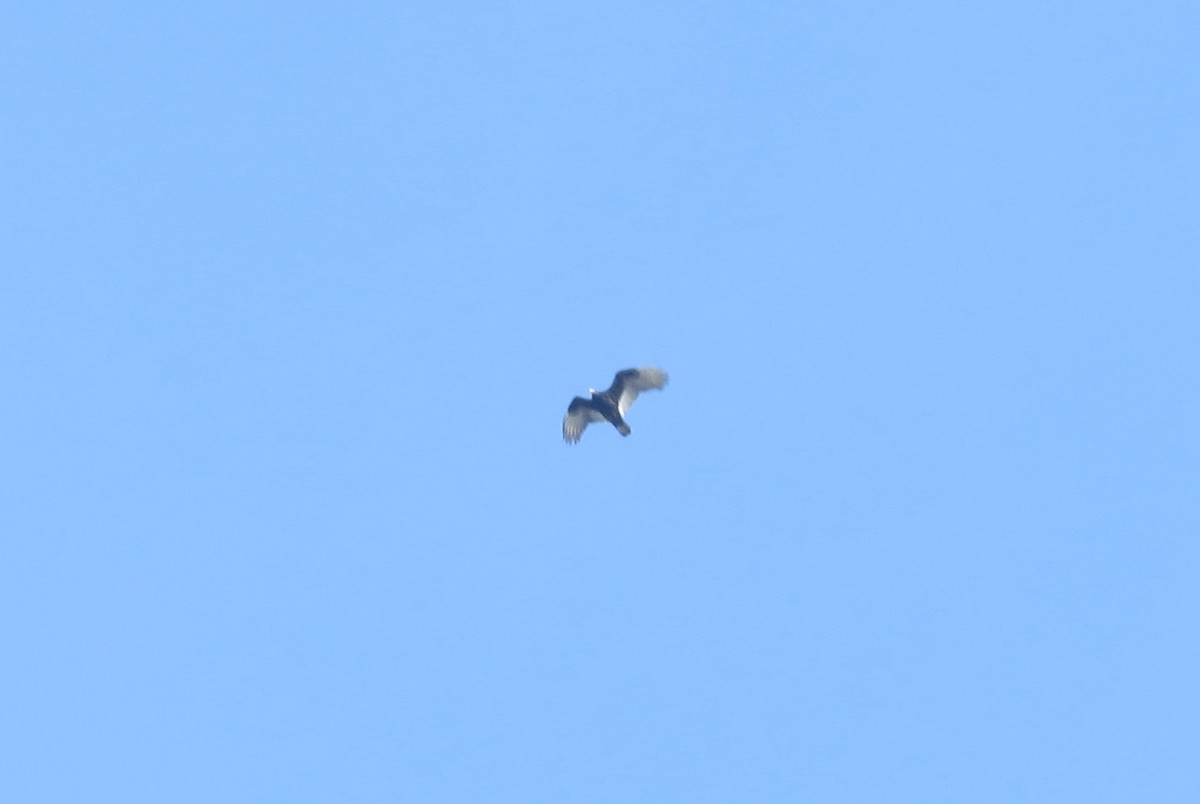 Turkey Vulture - ML287442391