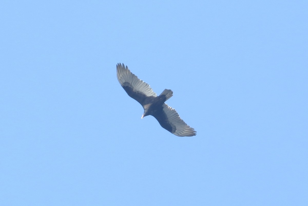 Turkey Vulture - ML287442401