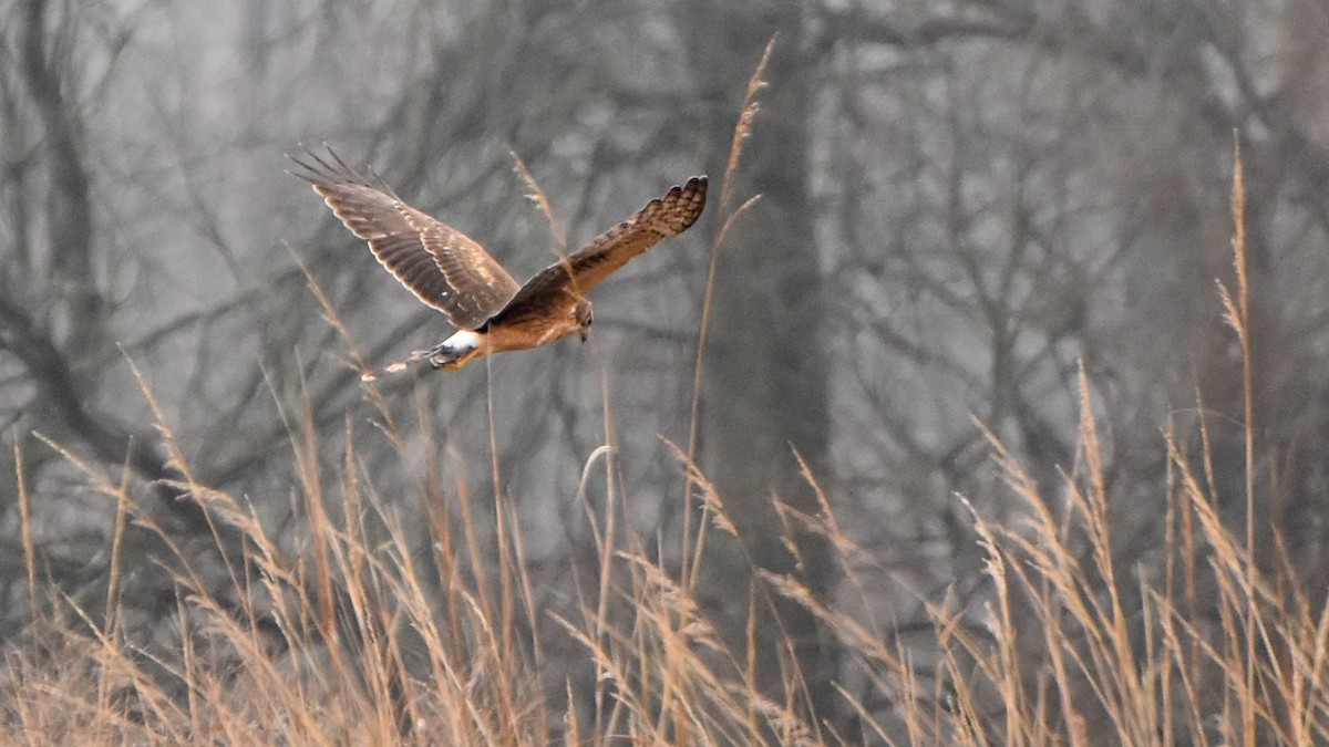 Northern Harrier - ML287442961