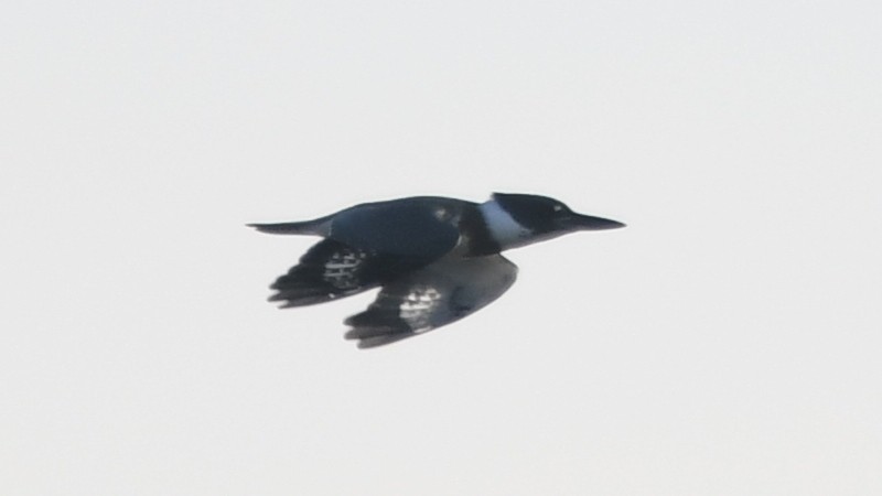 Belted Kingfisher - ML287443471