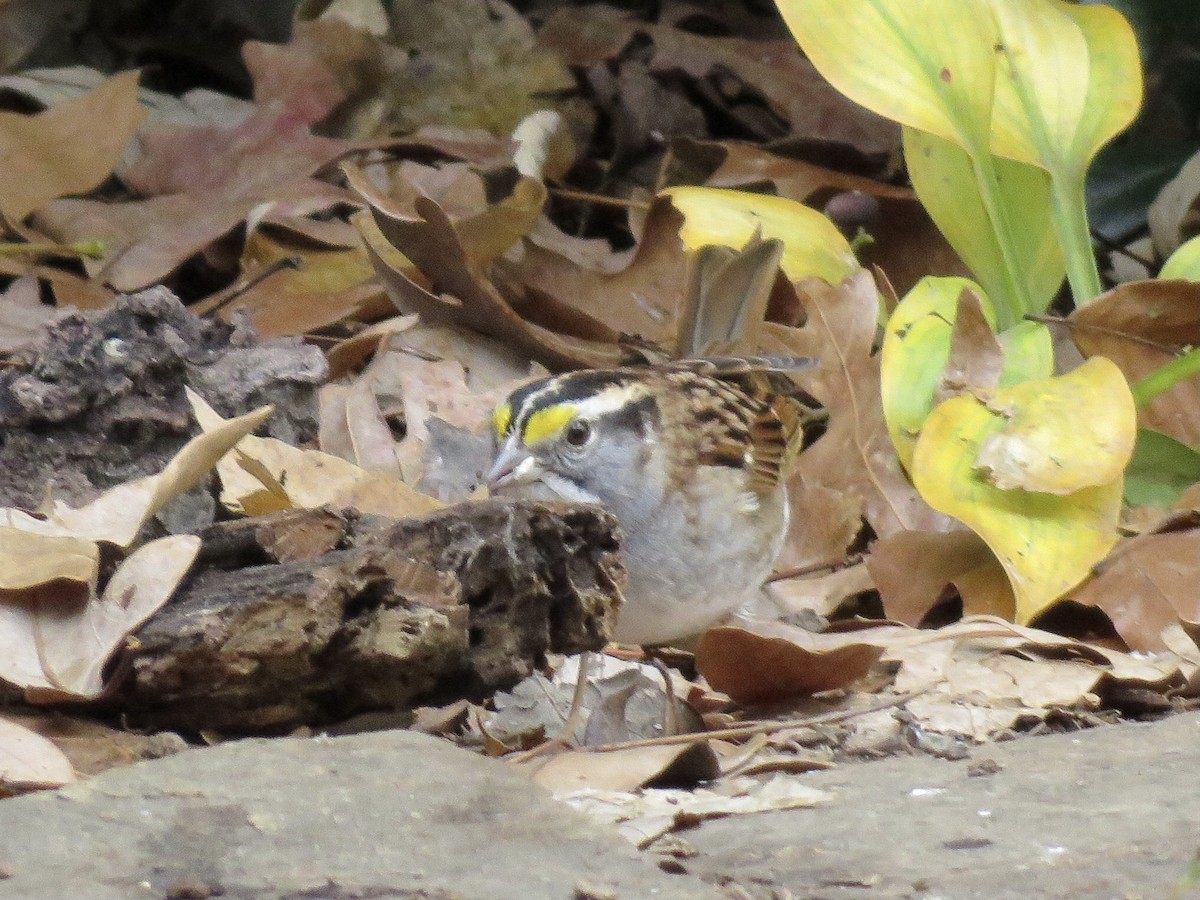 White-throated Sparrow - ML287444101