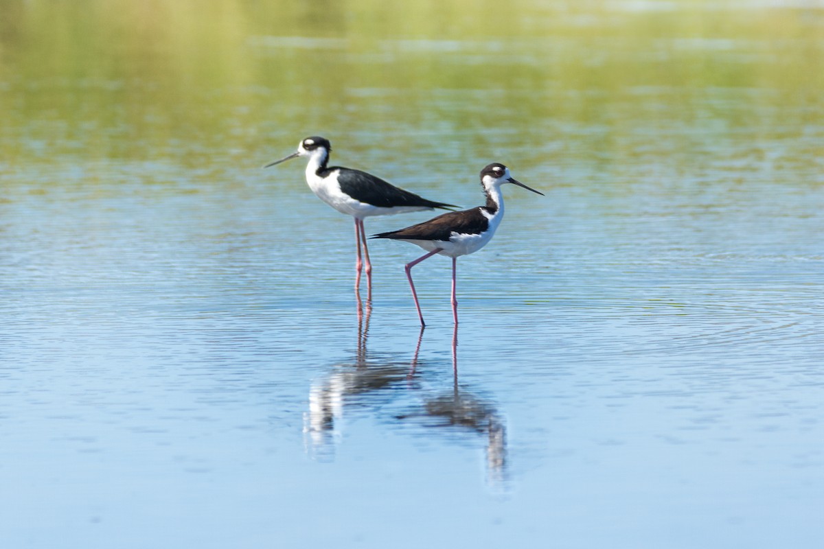 Black-necked Stilt - ML287444151