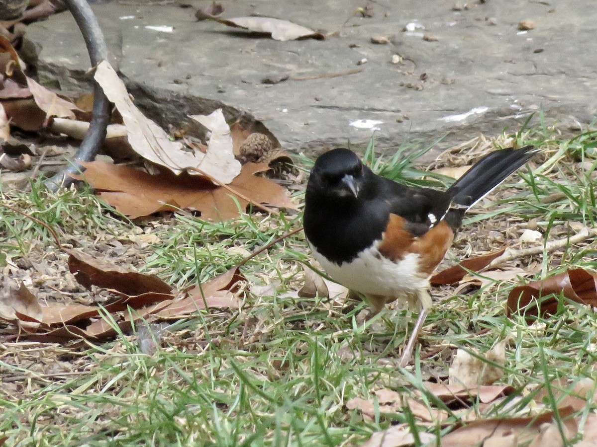 Eastern Towhee - ML287444271
