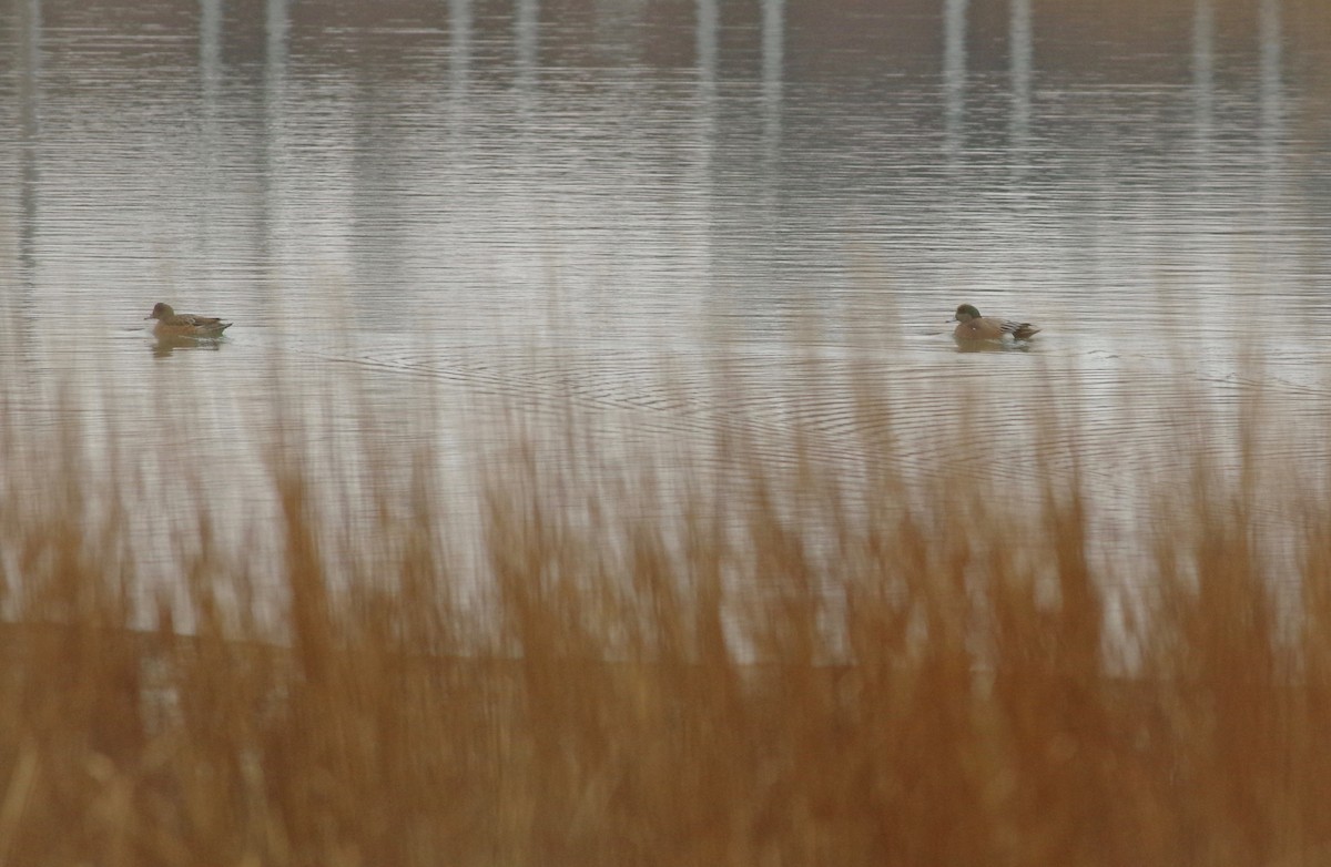 American Wigeon - ML287444821