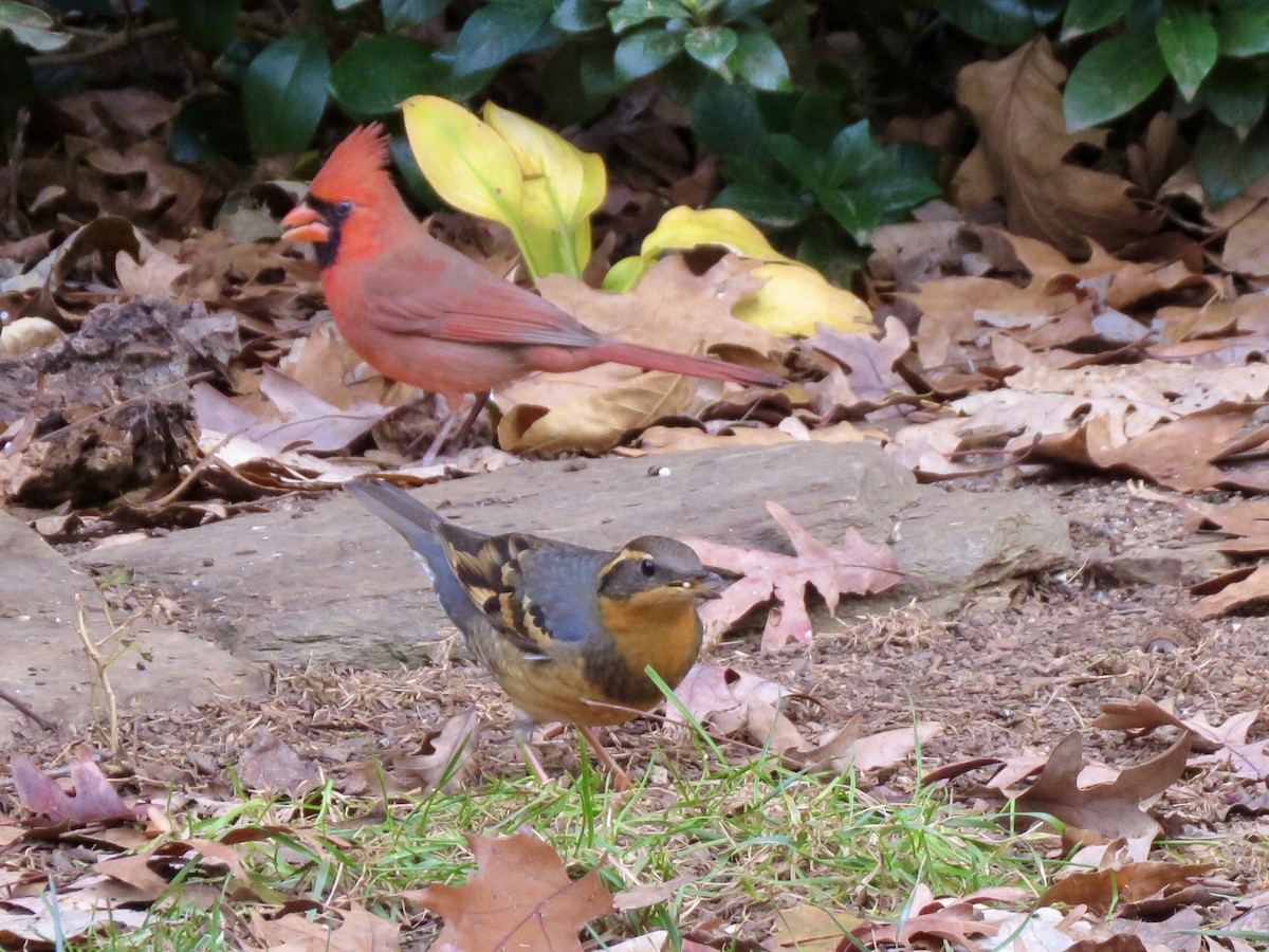 Northern Cardinal - ML287444841