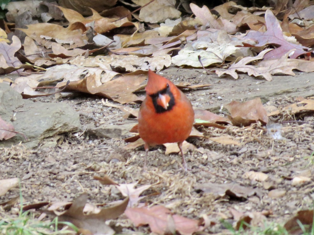 Northern Cardinal - ML287444861
