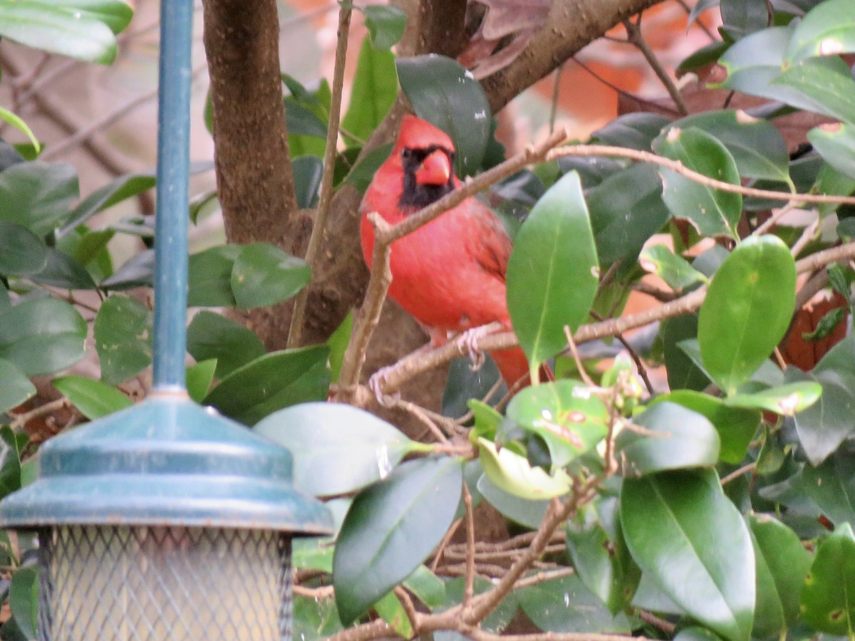 Northern Cardinal - ML287444871