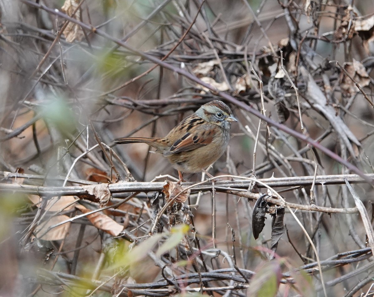 Swamp Sparrow - Paul Salaman