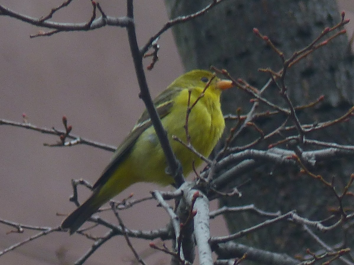 Western Tanager - ML287445031
