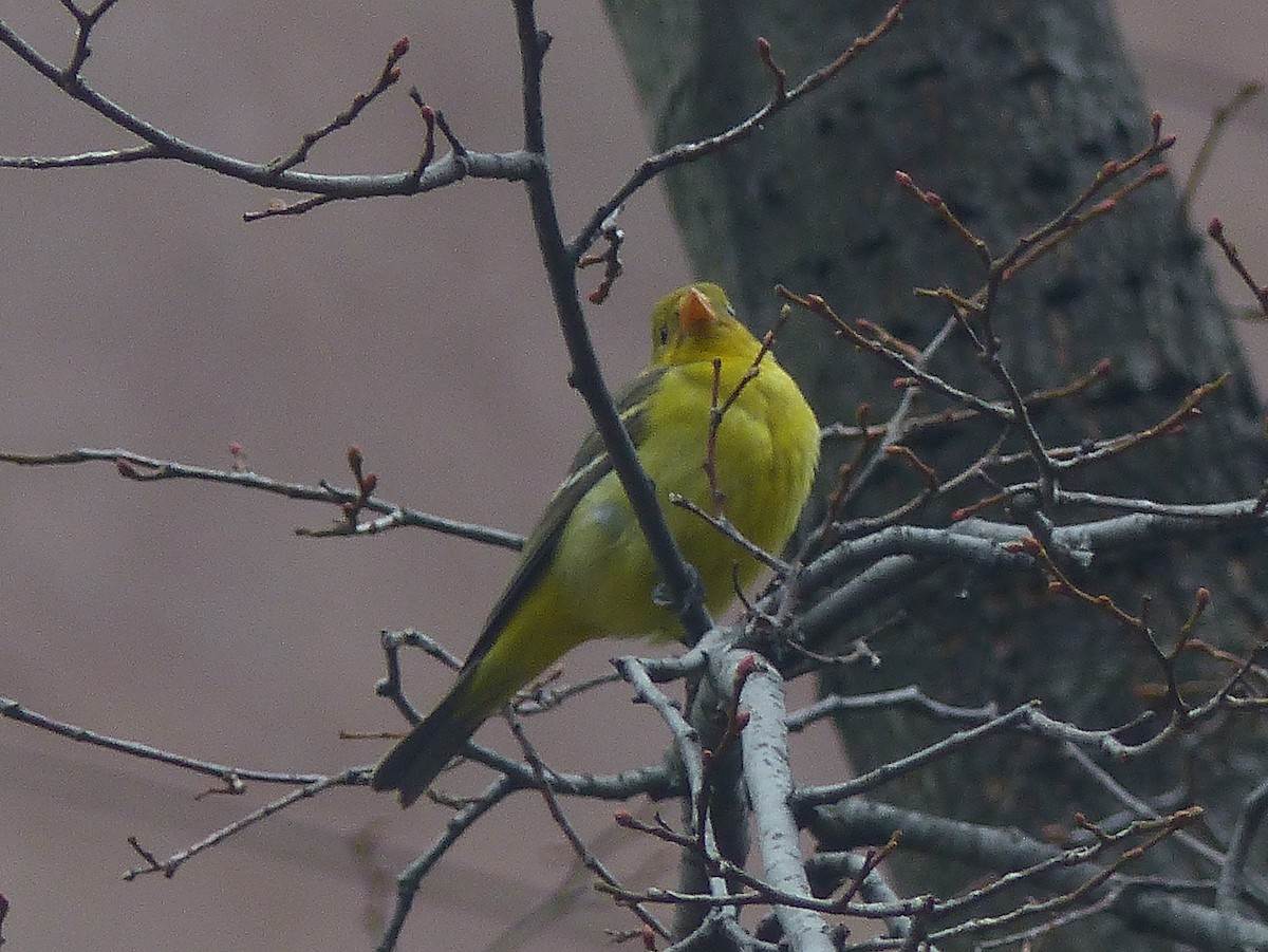 Western Tanager - ML287445731