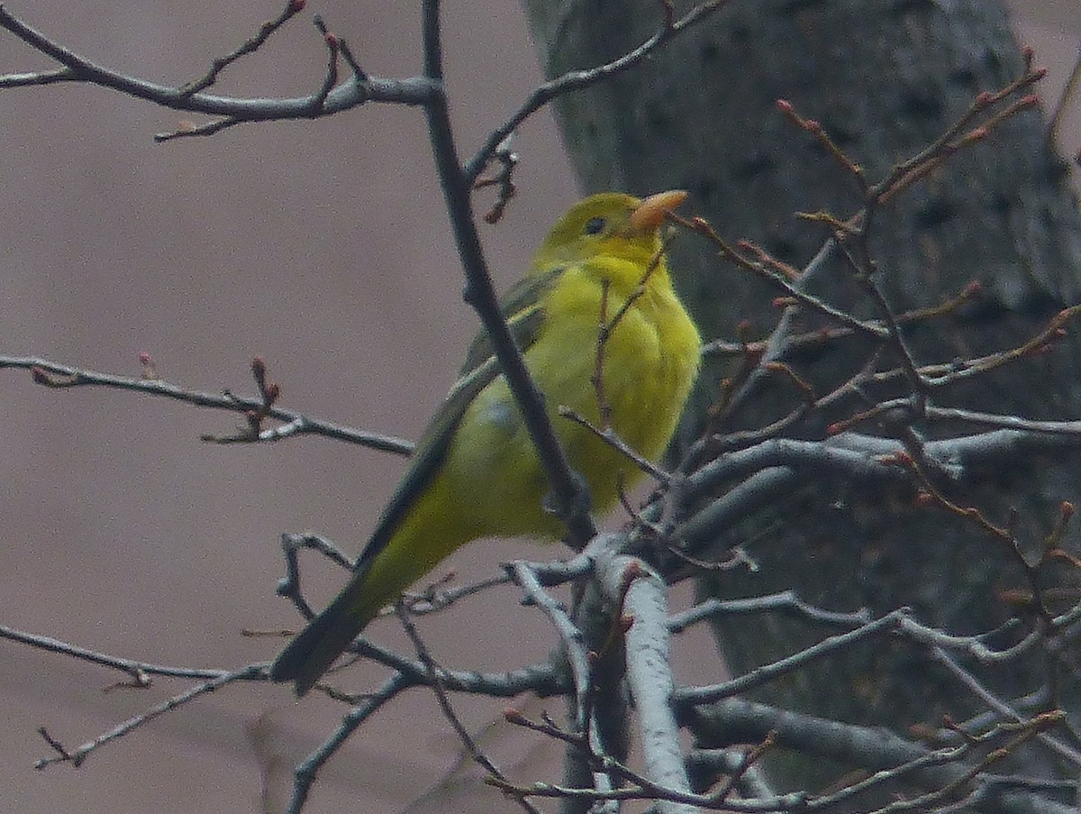 Western Tanager - ML287445801