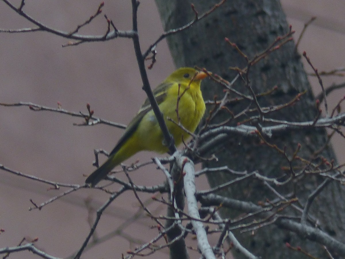 Western Tanager - ML287445851