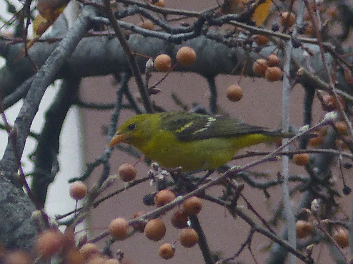 Western Tanager - ML287446131