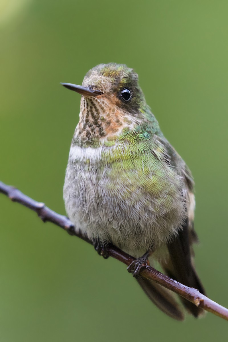 Frilled Coquette - ML287446151