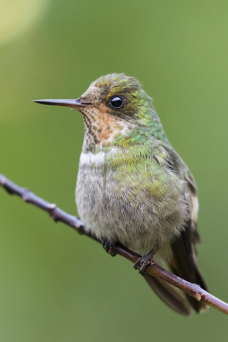 Frilled Coquette - ML287446161